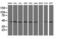 Serpin B13 antibody, M09602-1, Boster Biological Technology, Western Blot image 