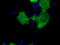 CD5 Molecule antibody, LS-C115330, Lifespan Biosciences, Immunofluorescence image 