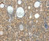 Neurogenin 3 antibody, A2772, ABclonal Technology, Immunohistochemistry paraffin image 