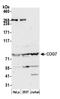 Component Of Oligomeric Golgi Complex 7 antibody, A305-506A, Bethyl Labs, Western Blot image 