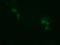 Ras Homolog Family Member J antibody, LS-B9995, Lifespan Biosciences, Immunofluorescence image 
