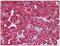 Helicard antibody, AP08493PU-N, Origene, Immunohistochemistry paraffin image 