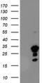 Uncharacterized protein KIAA0495 antibody, CF503683, Origene, Western Blot image 