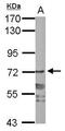 Peptidylprolyl Isomerase Domain And WD Repeat Containing 1 antibody, PA5-32135, Invitrogen Antibodies, Western Blot image 