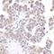 Bromodomain Containing 2 antibody, A302-583A, Bethyl Labs, Immunohistochemistry frozen image 