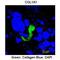 Collagen Type I Alpha 1 Chain antibody, orb331081, Biorbyt, Immunohistochemistry paraffin image 