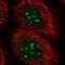 Chromosome 12 Open Reading Frame 43 antibody, NBP1-91713, Novus Biologicals, Immunofluorescence image 