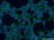Peptidylprolyl Isomerase C antibody, 10287-2-AP, Proteintech Group, Immunofluorescence image 