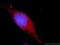 Ribosomal Protein L3 antibody, 66130-1-Ig, Proteintech Group, Immunofluorescence image 