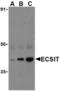 ECSIT Signalling Integrator antibody, TA306185, Origene, Western Blot image 