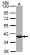 Leucine Zipper Transcription Factor Like 1 antibody, TA308118, Origene, Western Blot image 