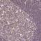 FAM228B antibody, HPA052598, Atlas Antibodies, Immunohistochemistry frozen image 