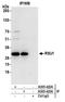 Ras Suppressor Protein 1 antibody, A305-422A, Bethyl Labs, Immunoprecipitation image 