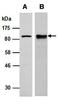 DNA-binding protein SATB1 antibody, orb66711, Biorbyt, Western Blot image 