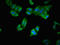 A-LAP antibody, orb400840, Biorbyt, Immunofluorescence image 