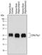 Thy-1 Cell Surface Antigen antibody, AF2067, R&D Systems, Western Blot image 