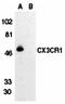 XPA Binding Protein 2 antibody, orb18898, Biorbyt, Western Blot image 