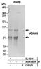 ADAM Metallopeptidase Domain 9 antibody, A304-382A, Bethyl Labs, Immunoprecipitation image 