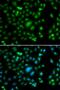 ETS-related transcription factor Elf-5 antibody, PA5-77158, Invitrogen Antibodies, Immunofluorescence image 
