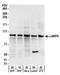 La Ribonucleoprotein Domain Family Member 4 antibody, A303-900A, Bethyl Labs, Western Blot image 