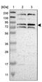 Zinc Finger Protein 90 antibody, PA5-51867, Invitrogen Antibodies, Western Blot image 