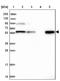 Round Spermatid Basic Protein 1 antibody, NBP1-83765, Novus Biologicals, Western Blot image 