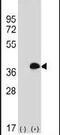 Myeloid leukemia factor 1 antibody, PA5-25908, Invitrogen Antibodies, Western Blot image 