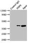 FPS antibody, LS-C677934, Lifespan Biosciences, Immunoprecipitation image 
