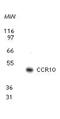 C-C Motif Chemokine Receptor 10 antibody, PA1-41086, Invitrogen Antibodies, Western Blot image 