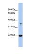 Fas apoptotic inhibitory molecule 1 antibody, orb330830, Biorbyt, Western Blot image 