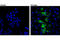 iNOS antibody, 93421S, Cell Signaling Technology, Immunocytochemistry image 