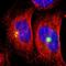 Ornithine Decarboxylase Antizyme 1 antibody, NBP1-88925, Novus Biologicals, Immunofluorescence image 