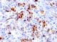CD15 antibody, V2521-100UG, NSJ Bioreagents, Flow Cytometry image 