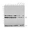 Lactate Dehydrogenase B antibody, PA5-43141, Invitrogen Antibodies, Western Blot image 