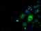 Basigin (Ok Blood Group) antibody, TA501164, Origene, Immunofluorescence image 
