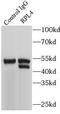 60S ribosomal protein L4 antibody, FNab07293, FineTest, Immunoprecipitation image 