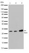 RAB4A, Member RAS Oncogene Family antibody, 710543, Invitrogen Antibodies, Western Blot image 