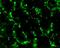 Gap Junction Protein Delta 2 antibody, 36-4600, Invitrogen Antibodies, Immunofluorescence image 