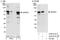 E3 ubiquitin-protein ligase MGRN1 antibody, A302-912A, Bethyl Labs, Western Blot image 