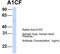 APOBEC1 Complementation Factor antibody, TA343985, Origene, Western Blot image 