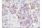 Fibroblast Growth Factor 19 antibody, 83348S, Cell Signaling Technology, Immunohistochemistry paraffin image 
