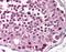 MAP Kinase Activating Death Domain antibody, orb86780, Biorbyt, Immunohistochemistry paraffin image 
