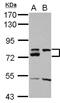 Cyclin D Binding Myb Like Transcription Factor 1 antibody, NBP2-16180, Novus Biologicals, Western Blot image 