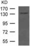 CUB Domain Containing Protein 1 antibody, TA321899, Origene, Western Blot image 