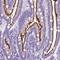 Membrane Metalloendopeptidase antibody, NBP2-48701, Novus Biologicals, Immunohistochemistry frozen image 