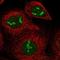 PHD And Ring Finger Domains 1 antibody, NBP1-82903, Novus Biologicals, Immunofluorescence image 