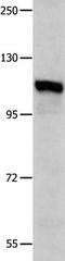 Insulin Degrading Enzyme antibody, TA323992, Origene, Western Blot image 