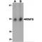 Ring Finger Protein 8 antibody, MBS151238, MyBioSource, Western Blot image 