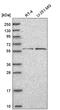 BCL6 Transcription Repressor antibody, HPA050645, Atlas Antibodies, Western Blot image 