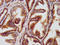 Leucine Zipper Tumor Suppressor 1 antibody, LS-C674051, Lifespan Biosciences, Immunohistochemistry paraffin image 